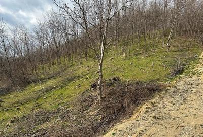 Teren intravilan 5.000 mp Cisnadioara / jud. Siibu - 7