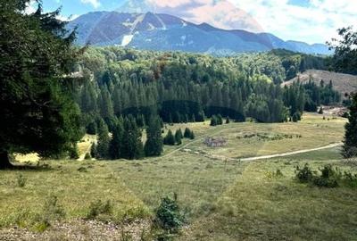 Teren 4,698mp Poiana Brasov / Strada Pastorului - 5