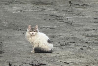 Casă cu 2 camere în Central - 4