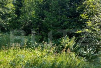 Teren 30 ari cu padure si faneata in Lunca Ilvei - 1