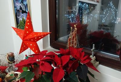 Orhideelor, Dudu, Chiajna - 3