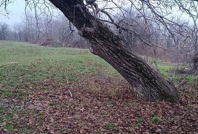 Spațiu comercial, în Bobolia - 11