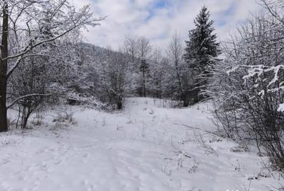 Teren de 22600 mp, în Sucevița - 5