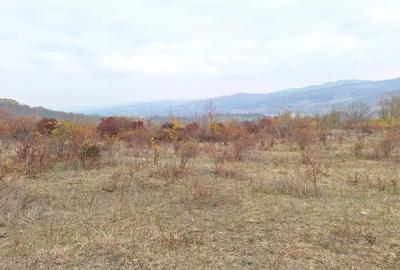 Teren de 8000 mp, în Jercălăi - 1