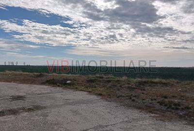 Ferma Agricolă 1.350 Hectare – Grad de Comasare 96–97%, Chișineu Criș, Județul A - 14