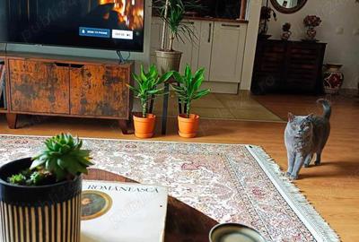 Apartament 3 Camere + Gradina Adora Forest - 5