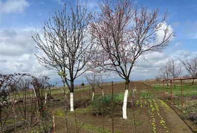 Casă individuală cu 4 camere cu Teren 2935 Mp în Belinț - 28