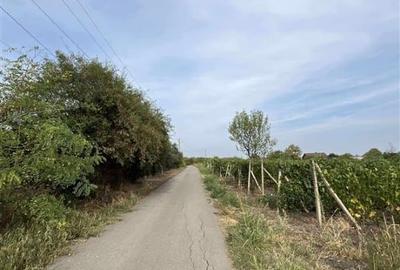 Teren intravilan/Vie Urlati Prahova - Dealul Mare - 3
