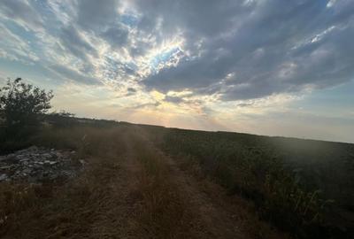 Teren intravilan, 9500 mp, Carcea - 1