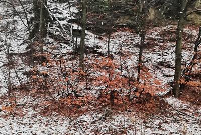 Teren intravilan situat in Busteni - 2