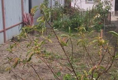 Casă cu 3 camere în Boldești - 5