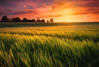 Spațiu comercial, în Seceani - 1