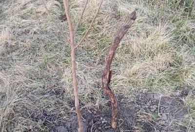 Casă cu 3 camere cu Teren 10000 Mp în Central - 2