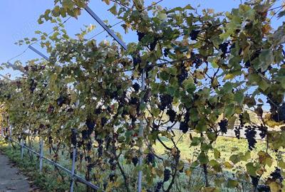 Vand casa la tara - 4