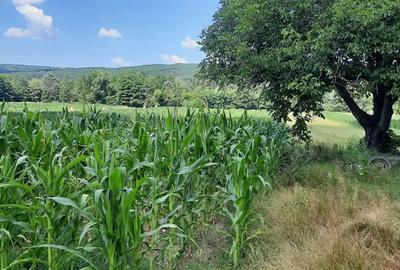 Teren agricol sat.Voroveni - 1