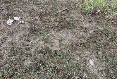 Colentina Andronache Colentina Andronache - 2