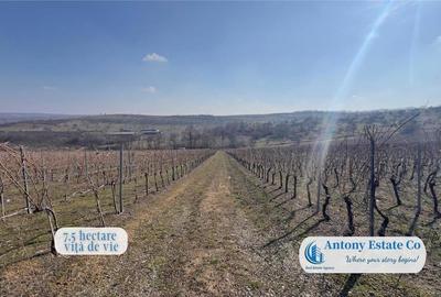 Teren de 675000 mp, în Marghita - 12