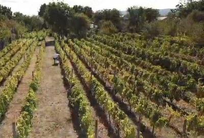 Casă cu 4 camere cu Teren 6000 Mp în Țifești - 5