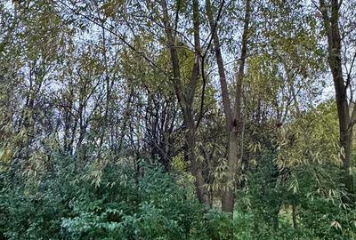 Spațiu comercial, în Feleacu - 6