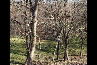 Spațiu comercial, în Coruia - 4