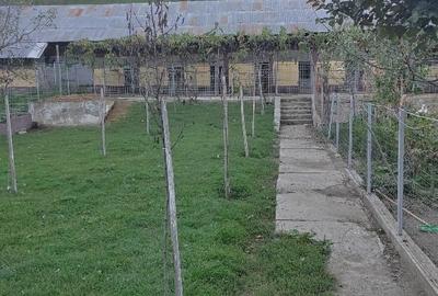 Gospodarie lângă Deva - 7