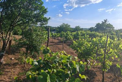 Casă cu 3 camere cu Teren 3000 Mp în Central