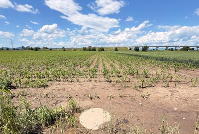 Teren agricol extravilan de 11671 mp, în Ozun - 4