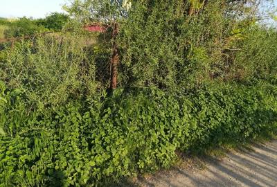 Teren intravilan de 2200 mp, în Chiscani - 4