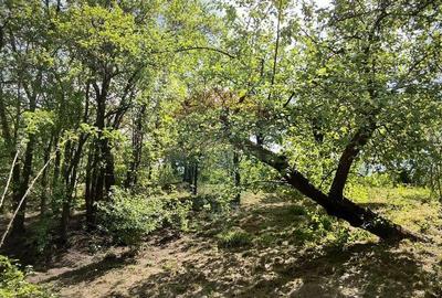 Teren intravilan 3.269 mp in Slimnicpanorama superba... - 12