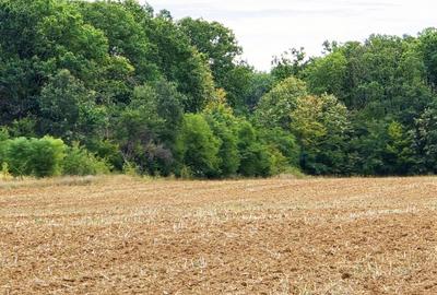 The Forest Collection -LOT 970mp- Strada asfaltata | Padurea Snagov -Ciofliceni - 3