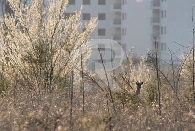 Apartament de 2 camere  - Complet mobilat si utilat - Greenfield Residence - 5