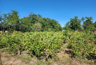 Casă în Văcăreasca - 6