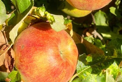 Casă cu 4 camere cu Garaj în Exterior Est - 25