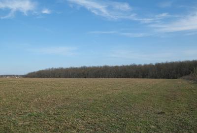 Teren în Găneasa - 4