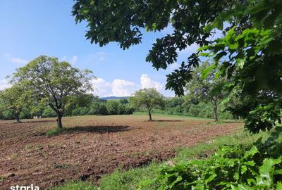 Teren de 17800 mp, în Sâg - 1
