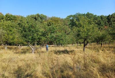 Teren de 250 mp, în Exterior Vest - 4