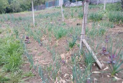 Bucium!Teren intravilan cu casa,1500mp! - 2