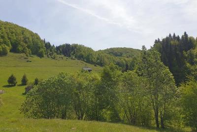 Teren de 1000 mp, în Dâmbovicioara