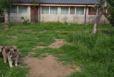 Vand gospodarie mare la ?ara, sat Lungoci, jud. Gala?i, la pre? de garsoniera. Vand gospodarie mare la ?ara, sat Lungoci, jud. Gala?i, la pre? de garsoniera. - 2