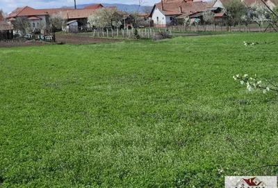 Teren intravilan de vanzare in Totoi Teren intravilan de vanzare in Totoi - 1