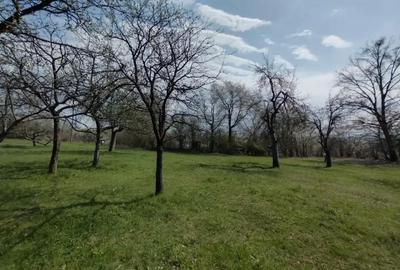 Teren de 6800 mp, în Șișești - 4