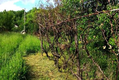 Casă cu 3 camere în Provița de Jos - 3