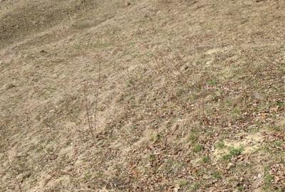 Teren de 5000 mp, în Rucăr - 4