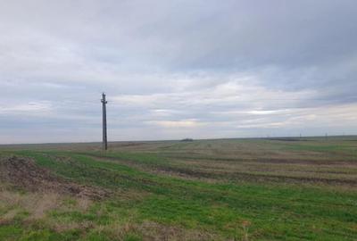 -teren extravilan, com. Satchinez, jud. Timis - 5