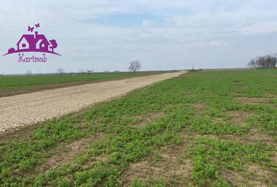 Teren de 3373 mp, în Livada de Bihor - 4