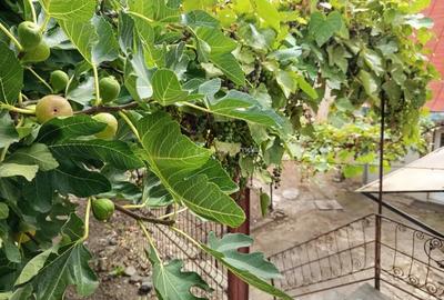 Casă cu Teren 243 Mp în Vest - 3