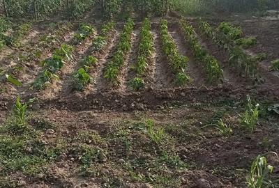 Casă cu 4 camere cu Teren 1900 Mp în Valea Popii - 2
