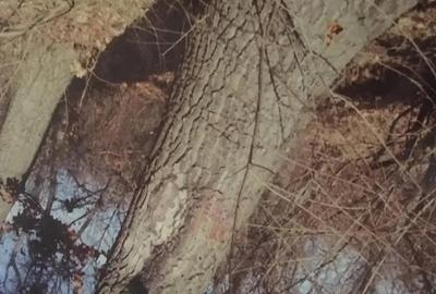 Teren de 10000 mp, în Corcova - 1