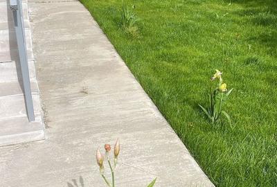 Casă cu 4 camere în Mangalia - 10