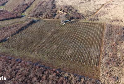 Spațiu comercial, în Covăsinț - 9